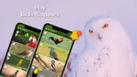 Animal Ringtones - Birds Sound Screen Shot 1