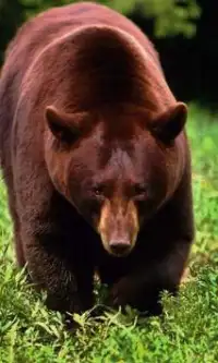 Бурый медведь Игра Пазл Screen Shot 0