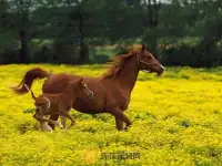 Horse Jigsaw Screen Shot 3