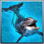 Dolphin Rescue Simulator 2016