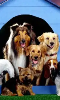 Premium Collection Dogs Puzzle Screen Shot 1
