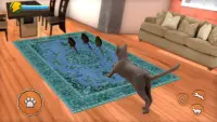 Cat Simulator 2021: Virtual Cat Life 2021 Screen Shot 2