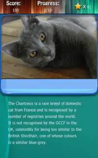 Kitty Cat Breeds Quiz HD Screen Shot 1