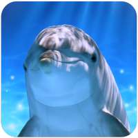 Tap Dolphin -3Dsimulation game