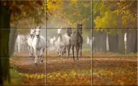 Puzzle - Beautiful Horses Screen Shot 1