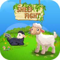 Sheep Fight