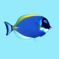 Grumpy Fish - Permainan Ikan Screen Shot 1
