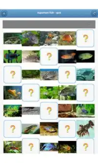 Aquarium fish - quiz Screen Shot 8