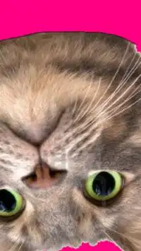 Spinning Cat Face Screen Shot 3