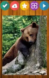 Bear Bears Puzzle Screen Shot 6