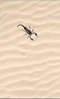 Scorpion simulator Screen Shot 3