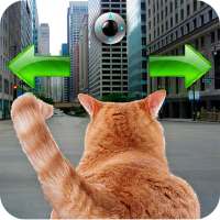 Cat In City Go Simulator