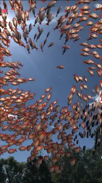 school of fish  AR Screen Shot 3