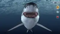 Talking Great White : My Pet Shark - Free Screen Shot 2