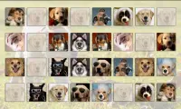 Dogs Memory Game Free Screen Shot 5