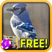 3D Blue Jay Slots - Free