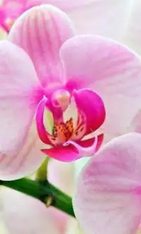 Orchid Flowers Jigsaw Puzzle Screen Shot 0