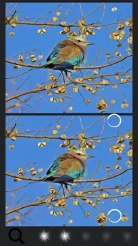 Spot the Difference Birds Screen Shot 11
