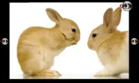 rabbits love kids Screen Shot 4