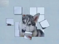 Dogs: Mini Puzzle Game Room Screen Shot 14