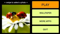 Ladybug Puzzle Game Screen Shot 0