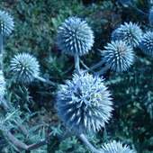 Echinops फूल पहेली खेल