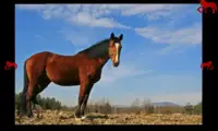horses memory Screen Shot 4