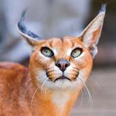 Caracal Puzzles