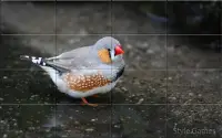 Sparrows Puzzle Screen Shot 8