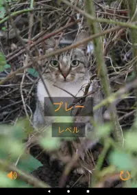 猫を見つける Screen Shot 20