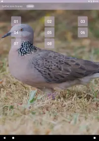 Spotted dove sounds Screen Shot 4