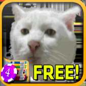 3D Serious Cat Slots - Free