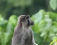 Macaco quebra-cabeças Screen Shot 4