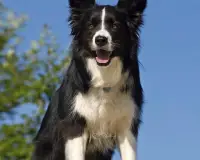 Border Collie Jigsaw Puzzle Screen Shot 3