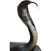 G Snake