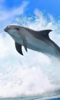 Delfines rompecabezas Screen Shot 1