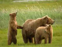 Cute Bears Screen Shot 0