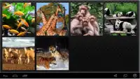 New Animal Puzzle Screen Shot 5