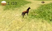 Horse Life Screen Shot 3