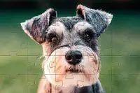 Puzzle Jigsaw Anak Anjing 🧩🐕🧩🐶🧩 Screen Shot 8