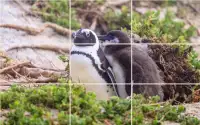 Tile Puzzle - Penguins Screen Shot 4