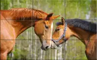 Puzzle - Beautiful Horses Screen Shot 7