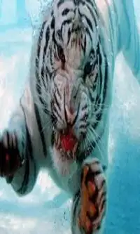 Tigers Games Screen Shot 3
