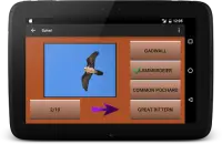 104 Birds Quiz Screen Shot 16