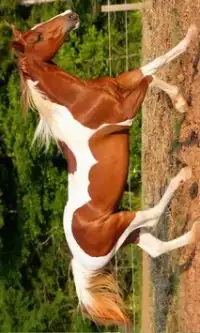 Magnificent horses Puzzle Screen Shot 2