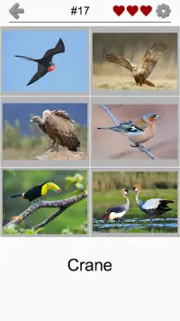 Bird World - Famous Birds Quiz Screen Shot 1