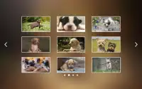 Puppies Jigsaw Puzzles Free Pet Games for Kids Screen Shot 6