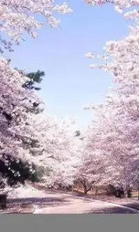 Японская вишня Цветы Игра Пазл Screen Shot 1