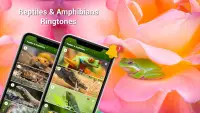 Animal Ringtones - Birds Sound Screen Shot 5