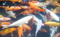 Jigsaw Puzzles: Aquarium Fish Screen Shot 1